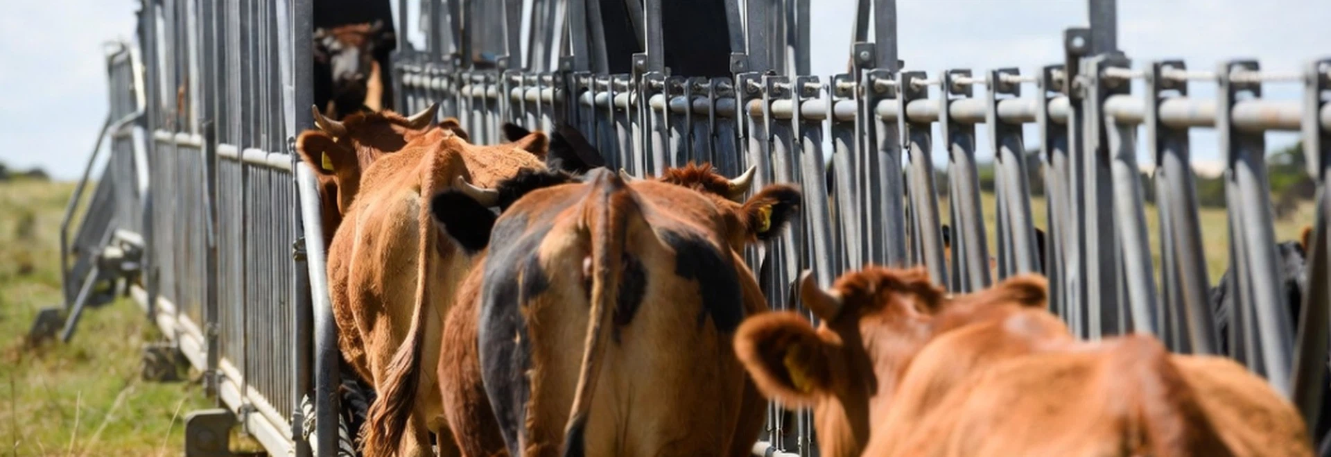 Cattle moving through a processing chute equipped with LF and UHF RFID readers for high-volume scanning Cattle moving through a processing chute equipped with LF and UHF RFID readers for high-volume scanning