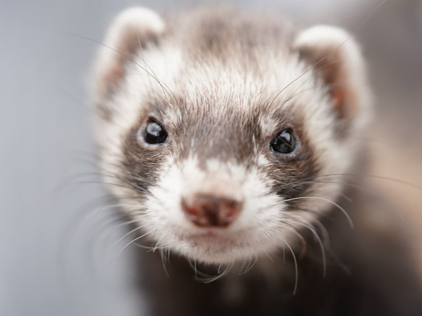 Ferrets Ferrets